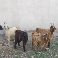 چوش چاتمه و قوچ|حیوانات مزرعه|سیمین شهر, |دیوار