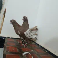 جفتگاه|پرنده|تربت جام, شاهد|دیوار