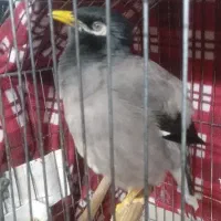 برای فروش مرغ مینا