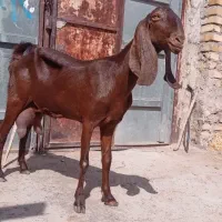 یک راس بز کل پاکستانی زاییده باجفت بزغاله