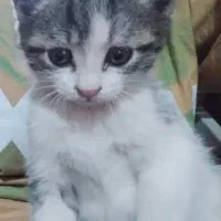 واگذاری بچه گربه نر|گربه|مشگین شهر, |دیوار