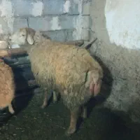 قوچ چاق|حیوانات مزرعه|اصلاندوز, |دیوار