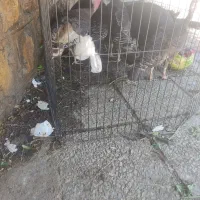 بوقلمون ماده