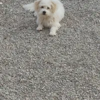 فروش سگ شیتزو ماده