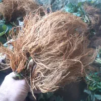 بوته توت فرنگی|گل و گیاه طبیعی|موچش, |دیوار