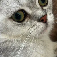 گربه سیلور چینچیلا