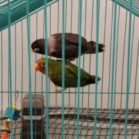 دو عدد طوطی برزیلی