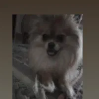 سگ پامرانین روباهی