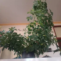 گل طبیعی خانگی