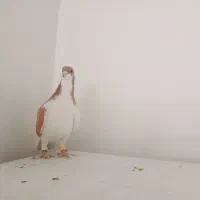 چند عدد کبوتر هم پرنده هم جفتی|پرنده|قزوین, |دیوار