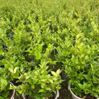 یاس سطل ۱۰ریشه پرس|خدمات باغبانی و درختکاری|لنگرود, |دیوار