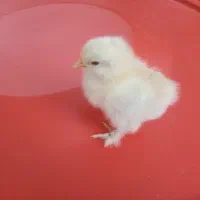 فروش جوجههای یک روزه محلی وکاکلی و برهما|حیوانات مزرعه|شیراز, گچی|دیوار