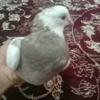 خرمشهر|پرنده|خرمشهر, |دیوار