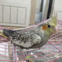 عروس هلندی