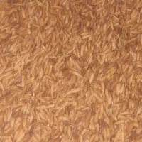 شلتوک بزری درجه ۱ خشک شده آفتاب