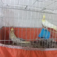 یک جفت طوطی عروس ۱۷۰۰۰۰۰تومان|پرنده|گنبد کاووس, |دیوار