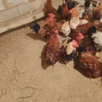 تعدادی خروس فروشی زیر پنج تا فروش ندارم