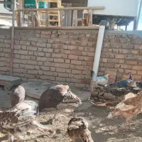 بوقلمون محلی|حیوانات مزرعه|دینور, |دیوار