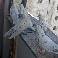 کبوتر پرشی|پرنده|پردیس, فاز ۱۱|دیوار