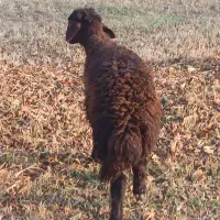 دو عدد بره یکی نر ویکی ماده|حیوانات مزرعه|نقده, |دیوار