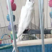 یک عدد عروس آلبینو نر معاوضه یا فروش|پرنده|اراک, |دیوار