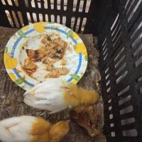 جوجه رنگی حدودا 40روزه سالم و سرحال