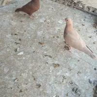 کفتر جفتی جوجه زرد گلی پلنگ|پرنده|رفسنجان, |دیوار