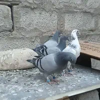 جوجه پلاکی مسافتی