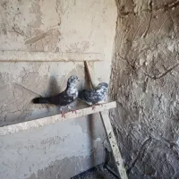 کبوتر تهرانی|پرنده|شبستر, |دیوار