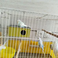 جفت مرغ عشق