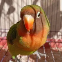 کوتوله برزیلی