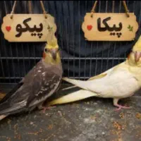 عروس هلندی نر و ماده ۳تومان