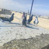 کبوتر|پرنده|مرودشت, ثبت احوال|دیوار