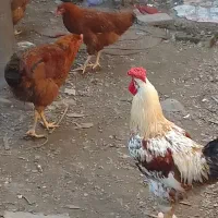 خروس کشتنی|پرنده|قائم‌شهر, |دیوار