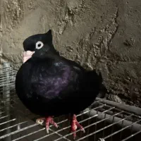 کبوتر سیاه صرب ماده بلژیکی اصل