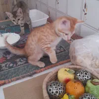 واگذاری بچه گربه‌