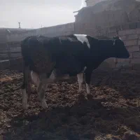 گاو ۴۰کیلو شیر با گوساله سیمینتال