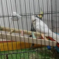 عروس هلندی ۳جفت