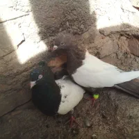 پرنده|پرنده|اسفراین, |دیوار