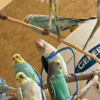 گمشده