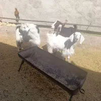 بز نر و ماده سرحال|حیوانات مزرعه|چناران, |دیوار