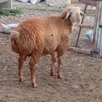 بره نر قوچی اصل دامازدخ مغانی فومن|حیوانات مزرعه|قشلاق دشت, |دیوار