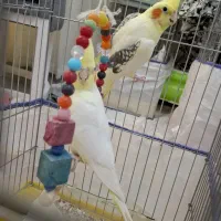 عروس هلندی با ۵ عدد تخم نطفه دار