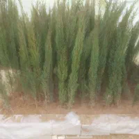 سرو ناز شیرازی اصل|گل و گیاه طبیعی|کاشان, ولیعصر|دیوار