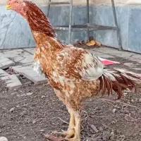 خروس لاری|حیوانات مزرعه|قصابه, |دیوار