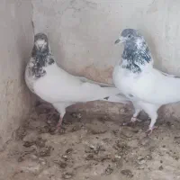 نرو ماده دهن جور|پرنده|کاشان, لتحر|دیوار