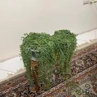 پتوس حصیری پتوس مرمری اسکاندیس غوره ای فلوریدا|گل و گیاه طبیعی|مشهد, دانشجو|دیوار