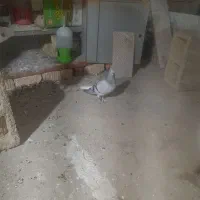 کبوترسبزشامی دم سفید ماده