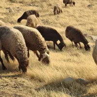 10راس میش جوان|حیوانات مزرعه|دهدشت, |دیوار