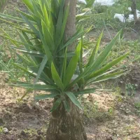 گل یوکا تنه قرص معاوضه با جوجه و مرغ و خروس